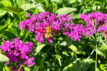 写真:田舎暮らしの大敵「虫」安芸高田に移住して「かわいい」と思うように