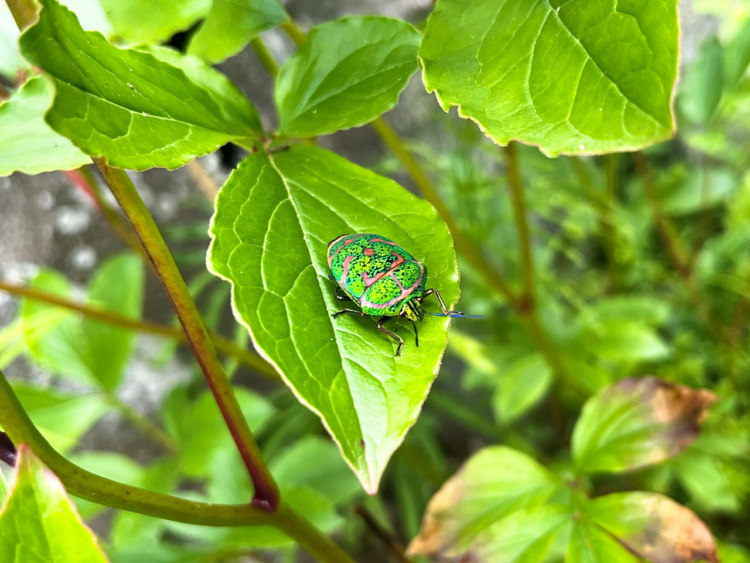 アカスジキンカメムシの成虫