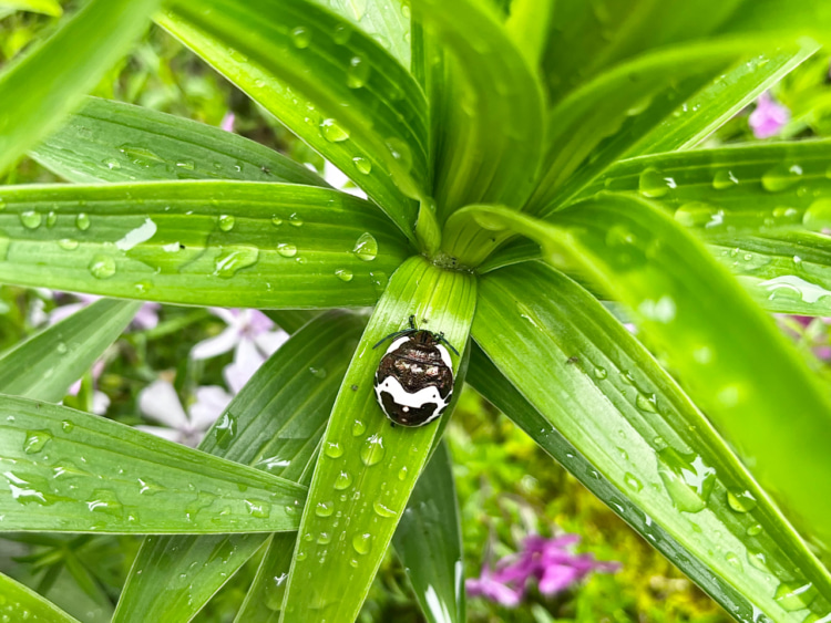 アカスジキンカメムシの幼虫