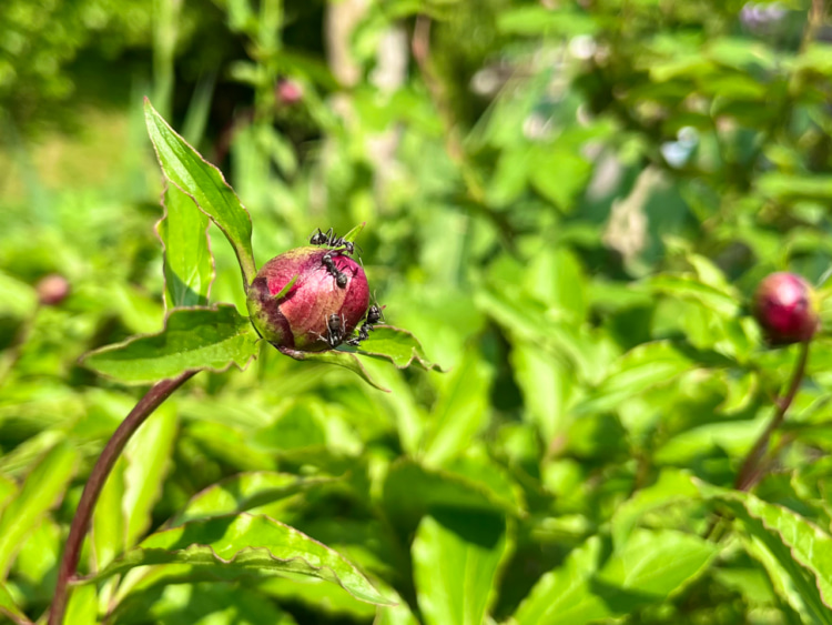 シャクヤクが開花する際に助けになるアリ