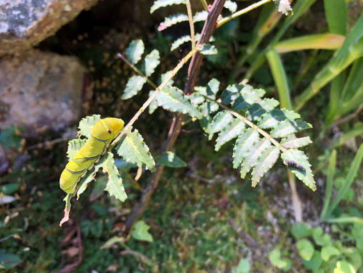 山椒の木に居るアゲハチョウの幼虫