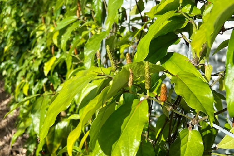 植物のピィパーズ