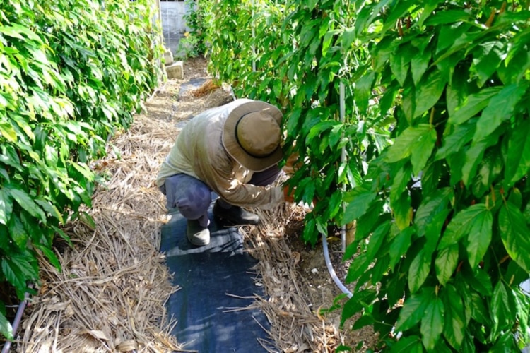 作業をする生産者