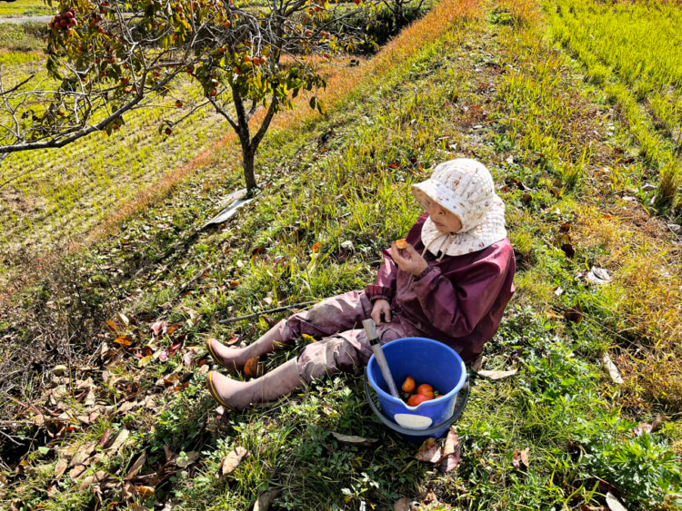 田んぼの畦で、柿の木を眺めながら食べているところ