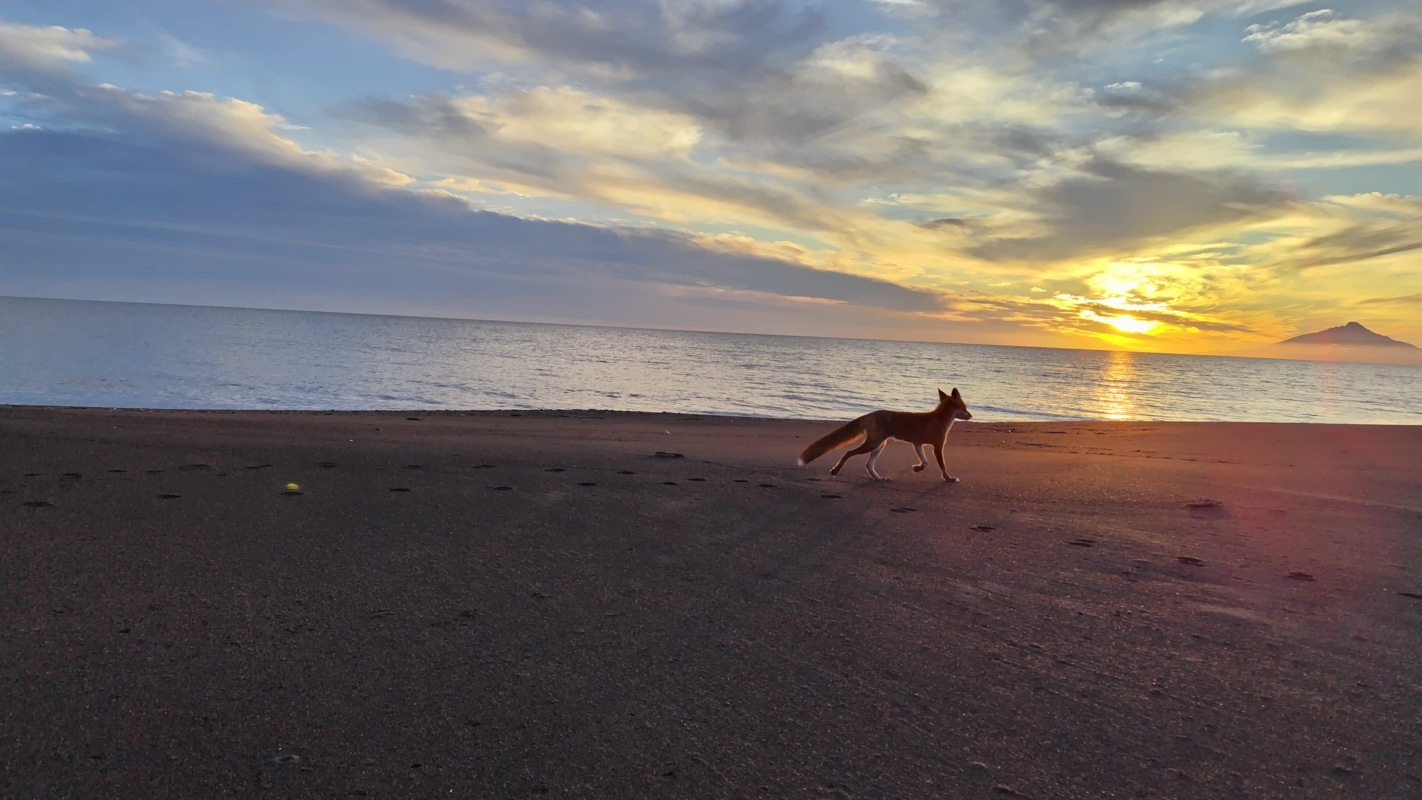 サロベツ原野」でキタキツネに大接近。夕暮れのだれもいない浜辺を散歩｜カラふる -地方創生＆多文化共生マガジン-