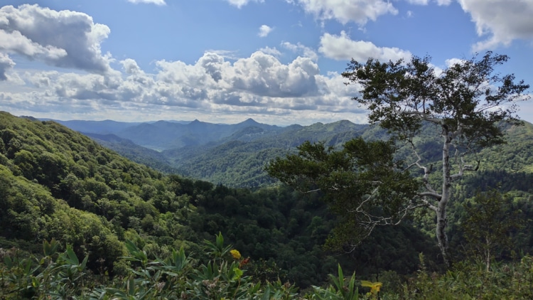 広大な北大中川研究林