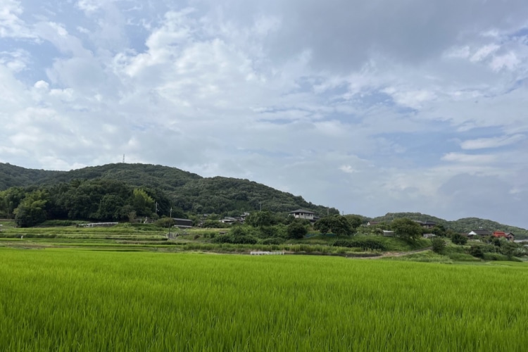 緑が青々とした美しい田んぼ