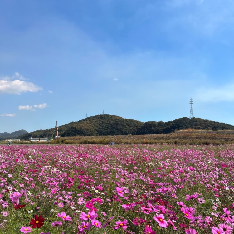 一面に広がるコスモス