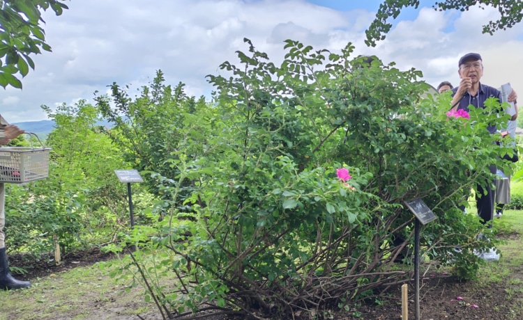 ハマナスの花と山岸喬先生