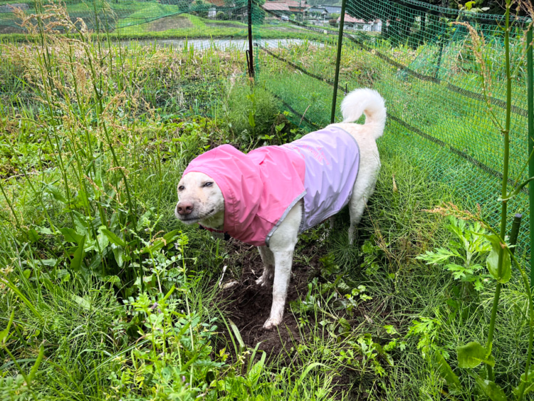 泥だらけで満足そうな愛犬