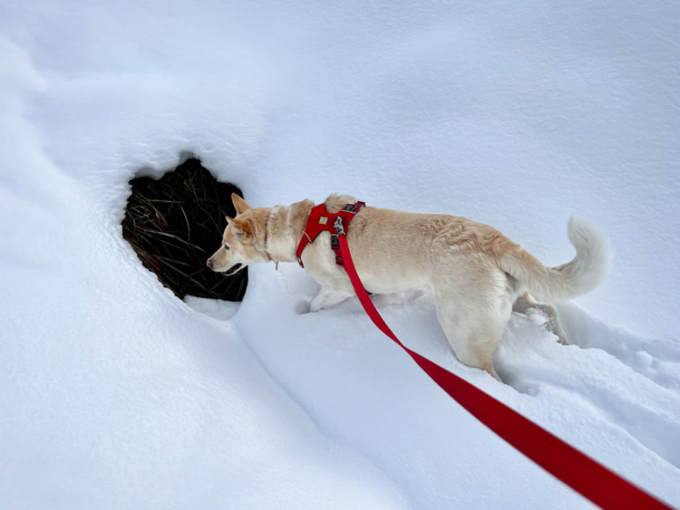 雪の中にぽっかり空いた穴を見つけた愛犬