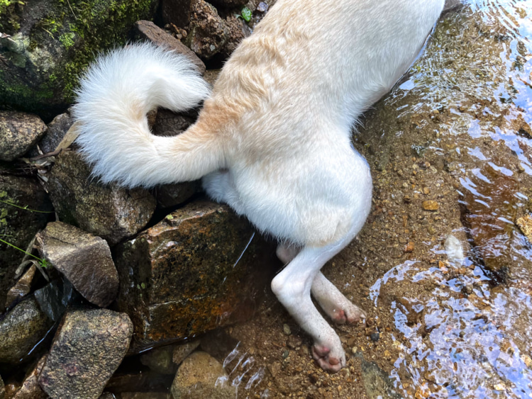 小川の中で寝そべって体を冷やす愛犬