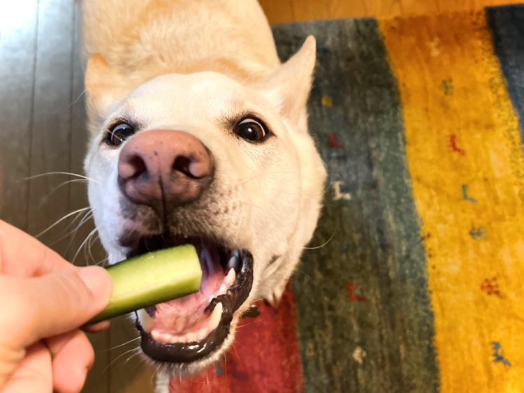 キュウリが好きでよく食べる愛犬