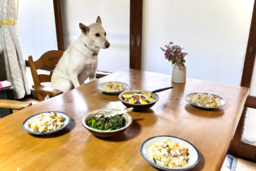 写真:安芸高田の里山で保護した元野犬。怒りっぽいけど集合写真は大好き