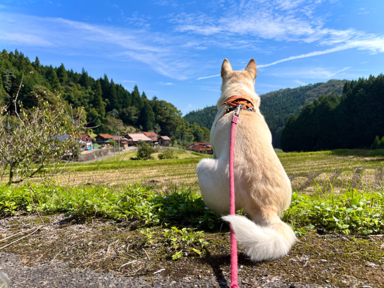 景色の良い場所でたそがれる愛犬