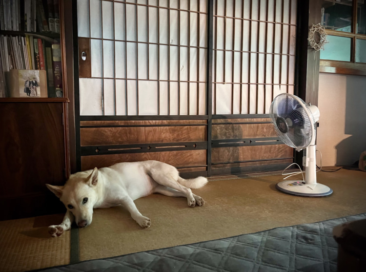 扇風機の前でぐったりする愛犬