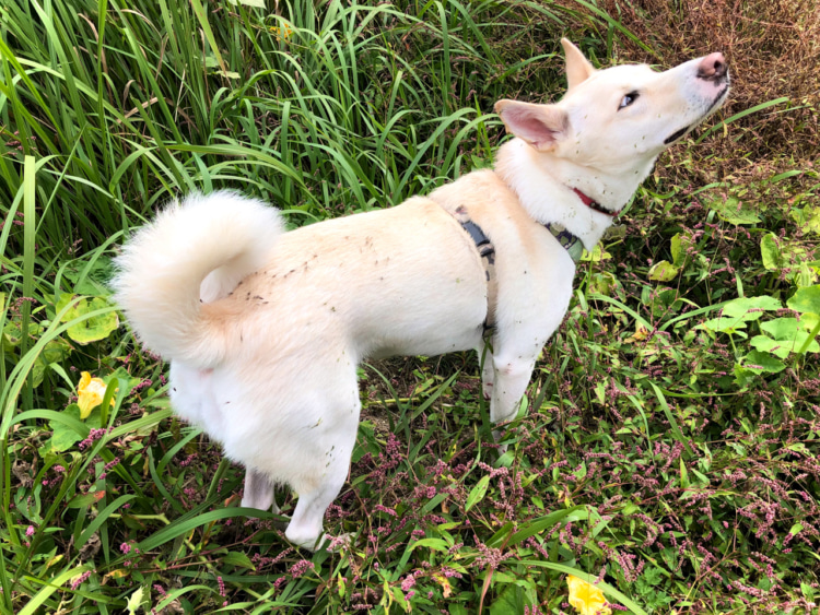 くっつき虫だらけになった愛犬