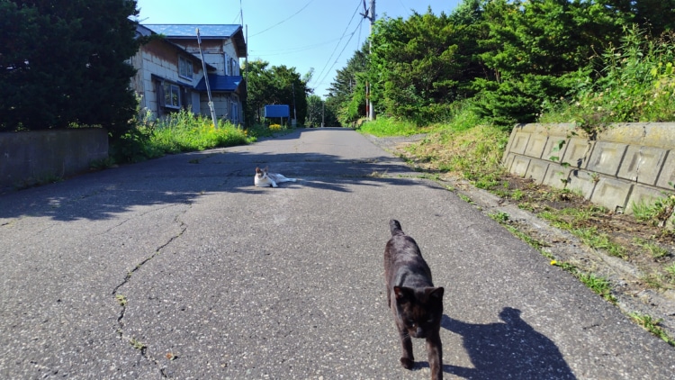 道路にいる猫たち