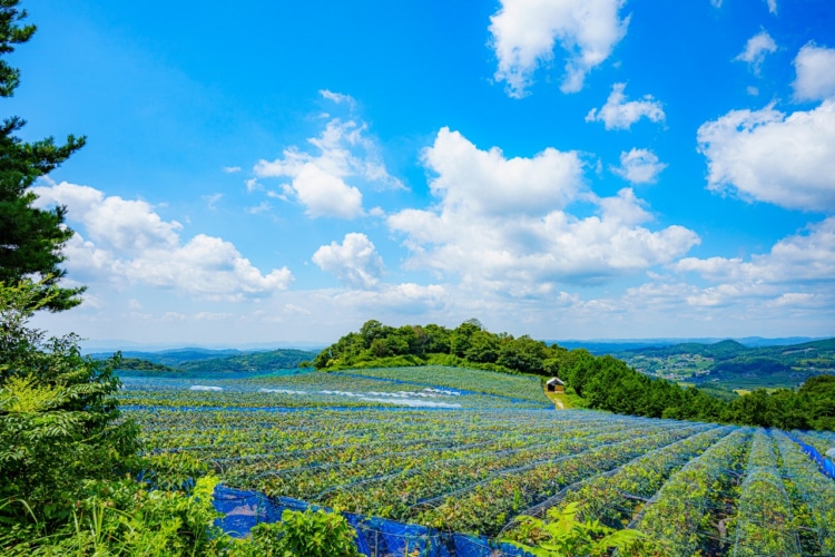 青空と緑が美しい畑の風景