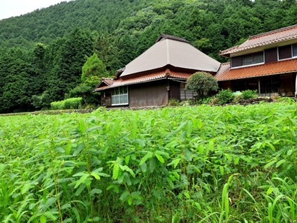 山口市徳地地区の家と茶畑