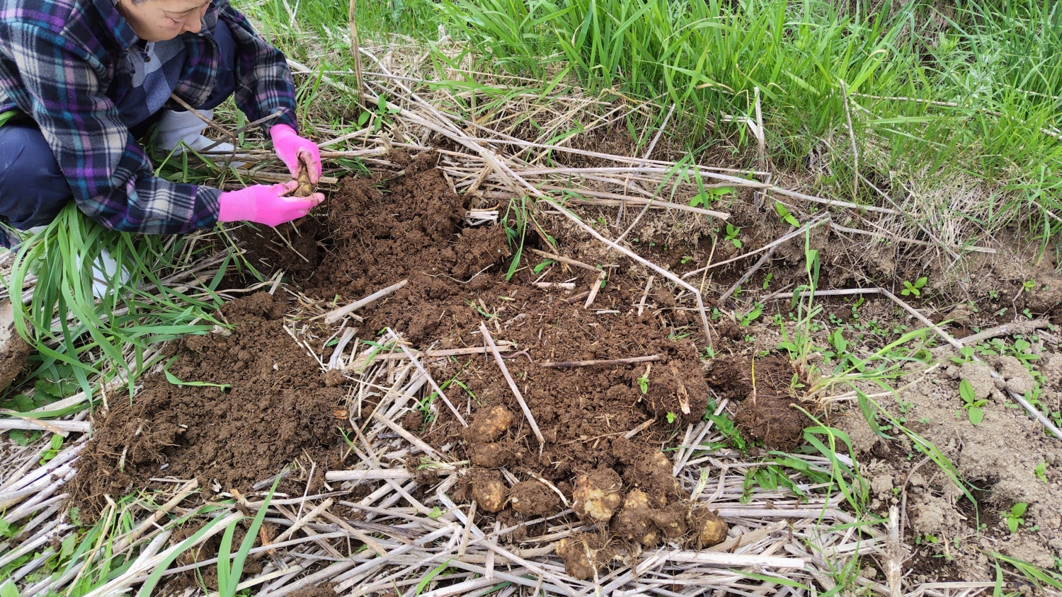 キクイモを掘る女性