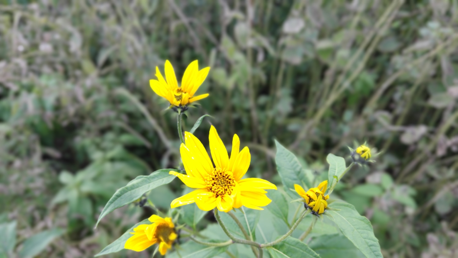 キクイモの黄色い花