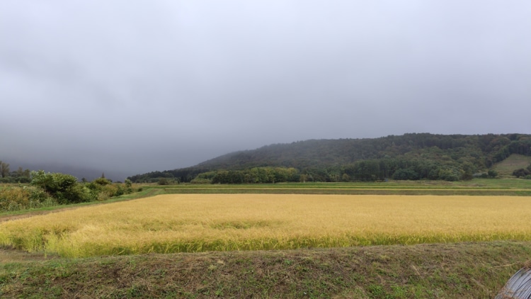 田んぼの風景