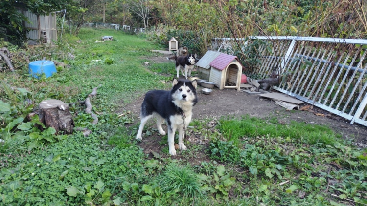 こちらを見ている犬