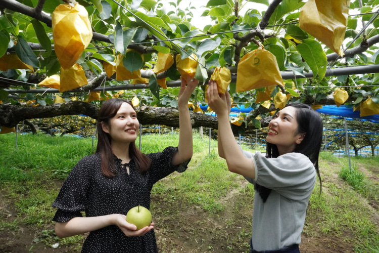 梨狩りをするふたりの女性