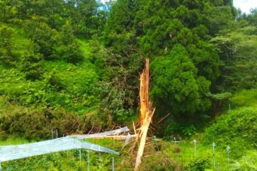 写真:熊本県産山村に移住した夫婦のブドウ畑に落雷。台風も接近し大急ぎの収穫に