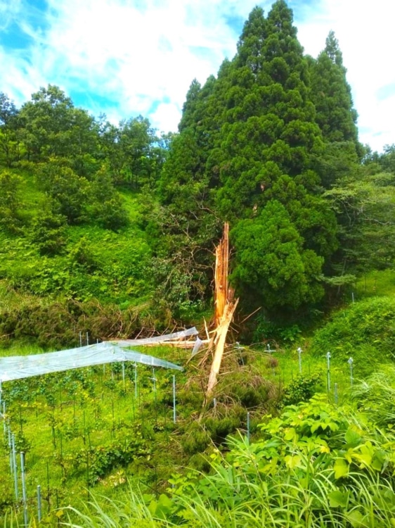 青空を背景に落雷で折れた大きな木が畑に倒れ込んでいる