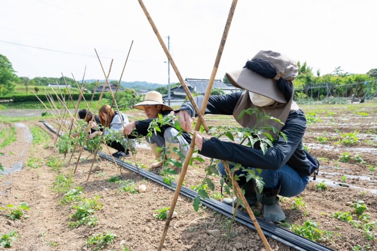 の作業で野菜の弦を結んでいる様子