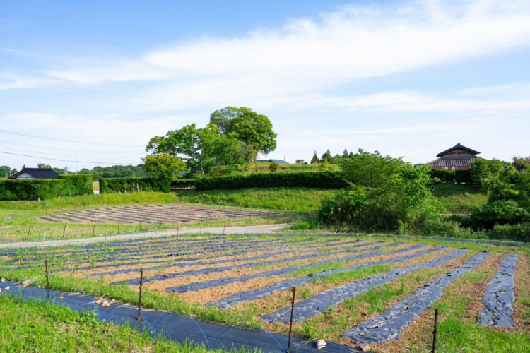 広々とした畑の風景