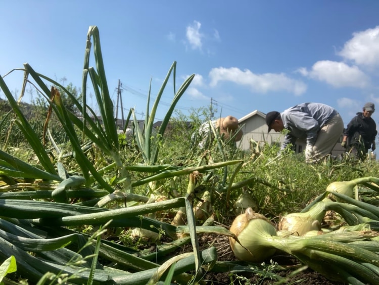 地元野菜