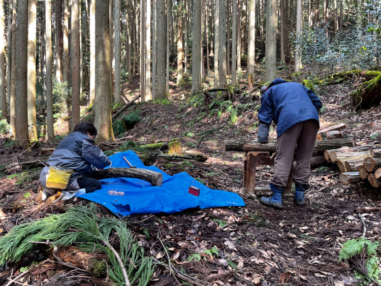 父が開けた穴に種駒を金槌で打ち込む植菌作業。コンコンと良い音が山の中に響きます