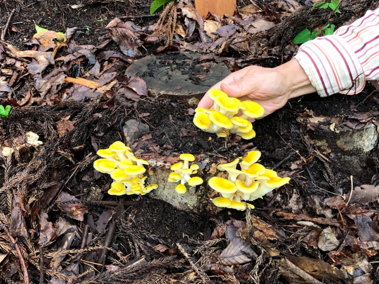 タモギタケ。調理すると色が抜けてしまうのですが、天ぷらだと黄色のままできれいです