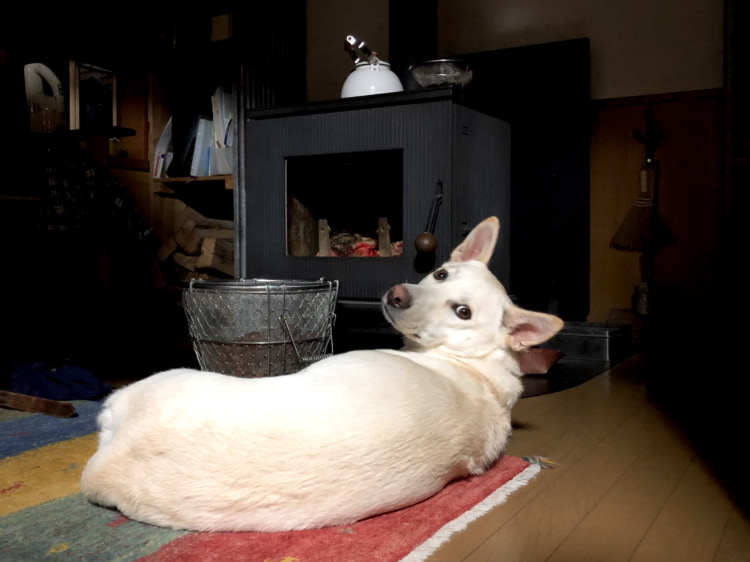 ストーブの前であたたまる愛犬