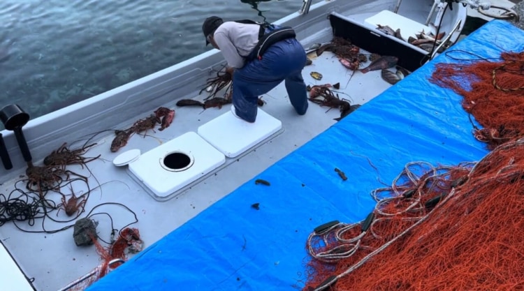 深島の伊勢海老漁