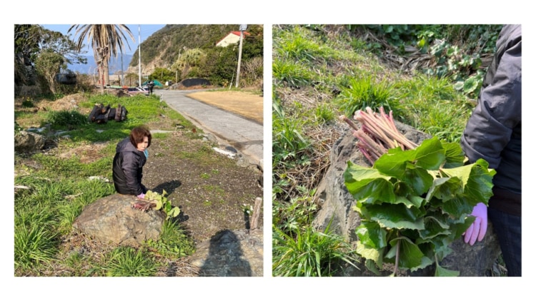 深島の春はツワブキから