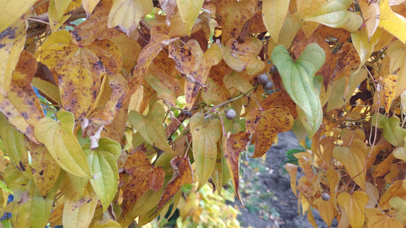 ナガイモのムカゴ