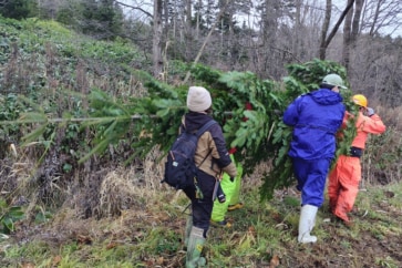 写真:北海道天塩町でクリスマスツリーづくり。町有林からトドマツを切り出す本気度がすごい