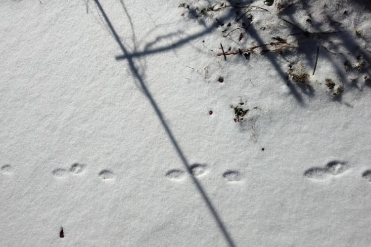 雪の上に小動物のかわいい足跡がついている