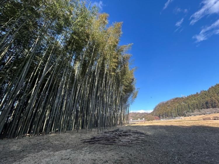 晴天の下の竹林