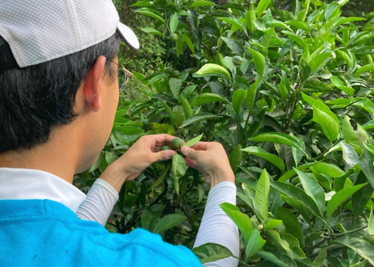 ミカンの木の葉に触る男性