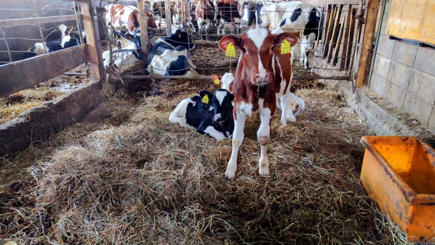 牛舎にいる子牛たち