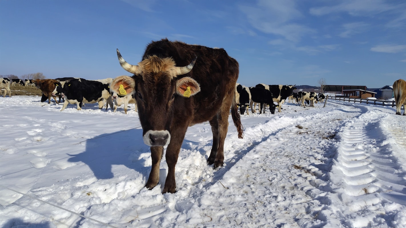 雪の上を歩く乳牛