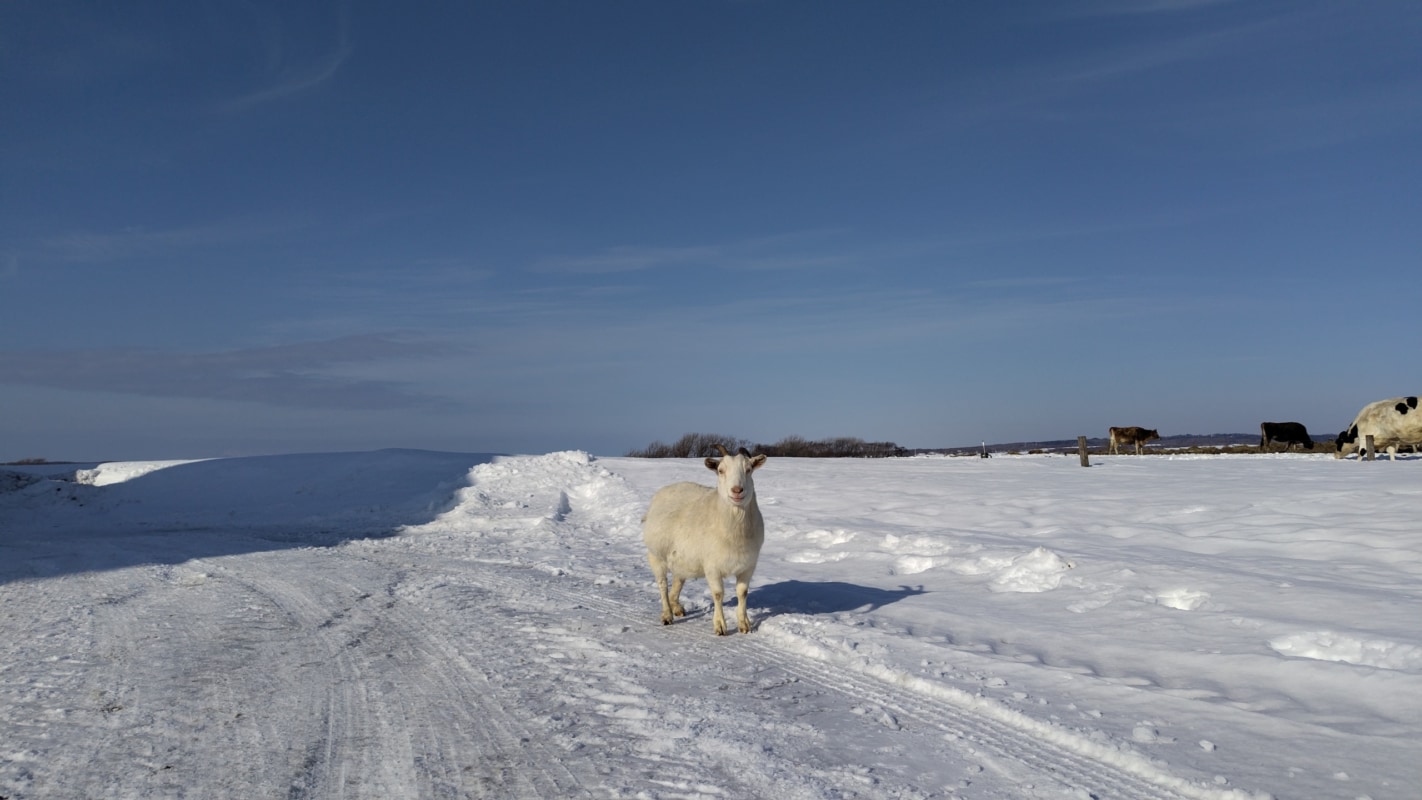 雪の上を歩くヤギ