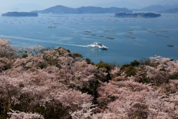 写真:東広島市の正福寺山公園。海を見下ろす1200本の桜を住民の力で元気に