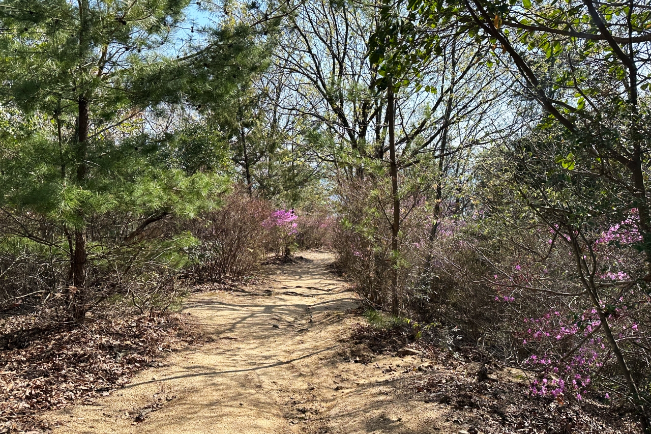 なだらかな山道にピンクの花が咲いている
