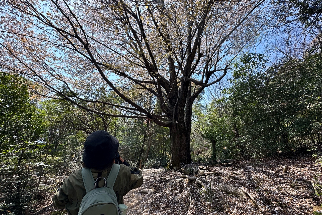 山の中に立っている大きな桜の木